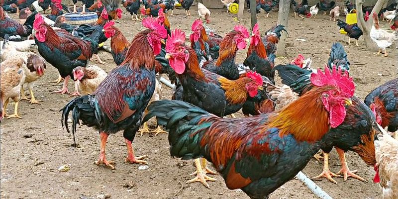 Khám Phá Giống Gà Mía: Đặc Điểm và Cách Nuôi